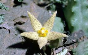 Image result for Piaranthus atrosanguineus