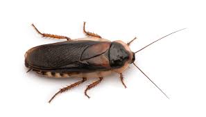 How to get rid of cockroaches in the car. Cockroaches In Michigan Cockroach Exterminator Griffin Pest