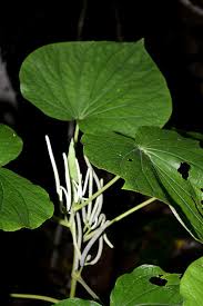 Image result for Piper umbellatum