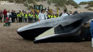 The wide spread belief is that the ship. Un Rorqual Commun De 18 Metres S Est Echoue Sur La Plage Du Coq Videos