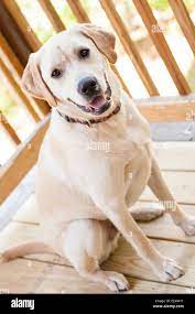 1 Year Old Male Yellow Lab Sitting On Deck Stock Photo Alamy