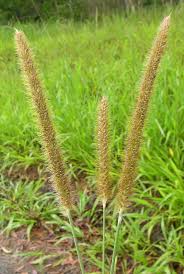 Image result for Setaria sphacelata