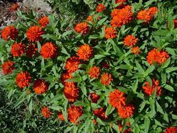 The next generation of profusion is here! Zinnia Profusion Double Fire Garden Org