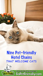 Almost all la quinta hotels allow domestic pets, many with no fees. Nine Cat Friendly Hotel Chains Where Felines Are Welcome Guests