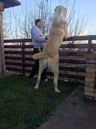 Check spelling or type a new query. Legendary Central Asian Shepherd Cao Home Facebook