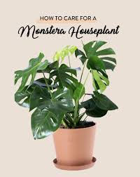 Monstera Care Guide Tipps Und Tricks In 2020 House Plants Monstera Diy Hat Rack