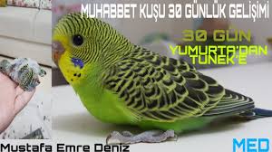 Yavru Muhabbet Kusu 30 Gunluk Gelisimi 30 Days Development Of Budgerigar Youtube