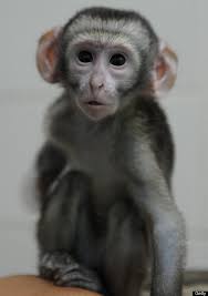 Photos Over 100 Top Animal Pictures Of The Year Animals Baby Animals African Wildlife