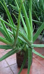 It looks like an aloe plant to me but i'm not sure. Sale Hurry Aloe Vera Plant Large Furniture Home Living Gardening Plants Seeds On Carousell