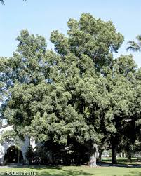 Image result for Afrocarpus