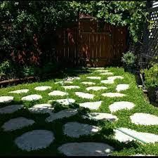 300 Miniclover Lawn Alternative 300 Seeds Perennial Ground Cover Trifolium Repens In 2021 Lawn Alternatives Clover Lawn Ground Cover Plants