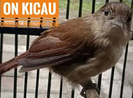 Mengenal lebih dekat burung flamboyan perbedaan jantan dan betina flamboyan. Perawatan Burung Flamboyan Bakalan Agar Rajin Bunyi Dan Cepat Gacor On Kicau