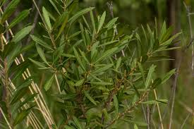 Image result for Myrica serrata