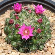 Let's repot a cactus | removing pups, change soil and more! Rose Pincushion Cactus Ezy Care Succulents