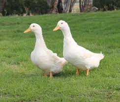 It is often known as the american pekin to distinguish it from the german pekin, a distinct and separate breed which derives from the same chinese stock but has di. Grimaud Hybrid Pekin Ducks For Sale Online Buy Grimaud Hybrid Pekin Ducks Online Order Grimaud Hybrid Pekin Ducks Online Duckling Hatchery Goose Duck Chicken Game Bird Hatchery Metzer Farms California