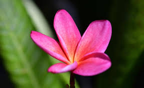 Find images of red plumeria. Planting And Care Of Frangipani Plumeria Mygarden Com