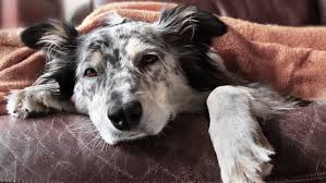 The stages of dog cancer What To Do When Your Dog Has Cancer