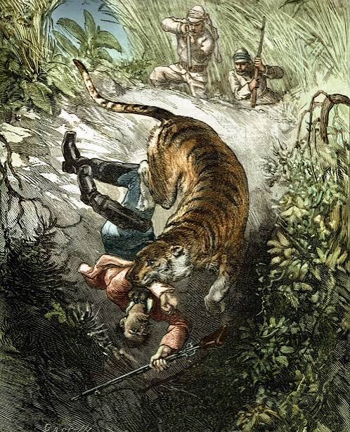Vintage German print of tiger attacking British officer in India