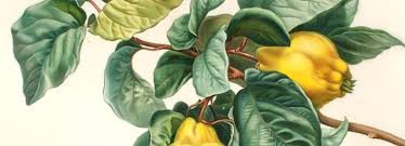 Quince fruit trees for sale. Quince Varieties Albemarle Ciderworks Vintage Virginia Apples