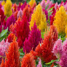 Buy Beautiful Celosia Plant Of Any Color Online Nurseryserve