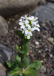 Image result for Arabis alpina