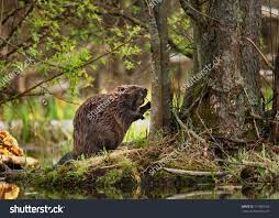 A Beaver In The Forest Eating Closeup Stock Photo 111809165 Shutterstock Beaver Animals Wild Animals Pictures