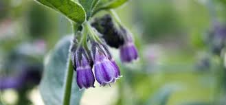 Maybe you would like to learn more about one of these? Fertiliser Feeding Your Plants Organically