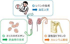 腎臓とホルモンの関係 レニン エリスロポエチン 活性型ビタミンd medicine