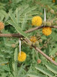 Image result for Acacia fleckii