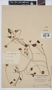 Image result for Triraphis schinzii