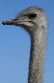 Kiwi Emu Birds That Cannot Fly Ostriche With A Long Neck Ostriches Bird Species Big Bird