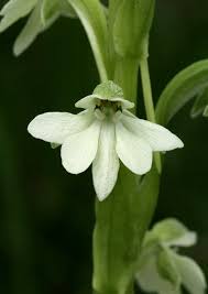 Image result for Habenaria galactantha
