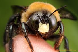 Carpenter bees (family xylocopidae) often resemble large bumble bees. Carpenter Bees Bee Exterminators Pinpoint