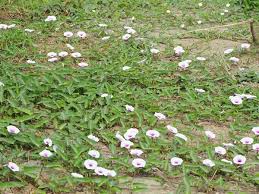 Image result for Ipomoea aquatica