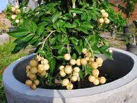 Menanam pohon buah di rumah tak hanya sekedar untuk dekorasi saja, namun hasilnya bisa dipetik dan langsung dinikmati. 59 Ide Tanaman Buah Dlm Pot Tanaman Ide Berkebun Kebun