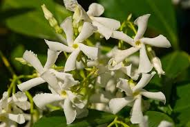Image result for Jasminum meyeri-johannis