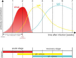 Covid 19 Antibody Rapid Test