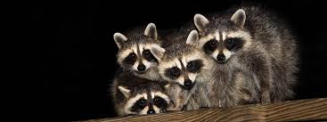 Check spelling or type a new query. Raccoons Ohio Department Of Health