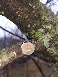 Image result for Phellinus pomaceus