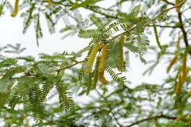 Image result for Prosopis juliflora