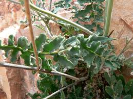 Image result for Erucastrum