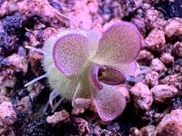 Image result for Pimpinella sp. A. of FZ 4: 594