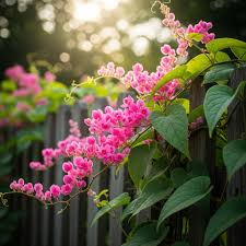 Image result for Lotononis serpentinicola