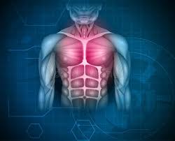 Chest muscles are required in order to carry out everyday activities like moving furniture, lifting heavy objects, pitching a baseball, and stretching our arms. Chest Muscles Stock Illustrations 1 478 Chest Muscles Stock Illustrations Vectors Clipart Dreamstime