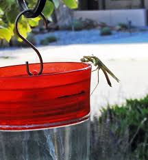 A praying mantis waiting to ambush a hummingbird. Praying Mantis Spotted Taking Over Hummingbird Feeder