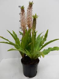 Image result for Eucomis autumnalis