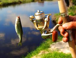 Sebagai ikan hias yang mempunyai nilai jual tinggi ikan arwana juga memerlukan perawatan yang untuk membuat ikan arwana mengeluarkan warna yang baik maka penggunaan pakan alami sangat di rekomendasikan pada ikan dan yang pada akhirnya mengakibatkan kematian pada ikan arwana. Ingin Memancing Tetapi Malas Bikin Umpan 10 Rekomendasi Umpan Praktis Ini Bisa Langsung Digunakan Lho