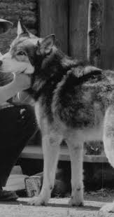 White Fang 1991 Ethan Hawke Wolf Dog Movies