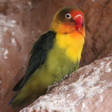 Hybrid Lovebirds