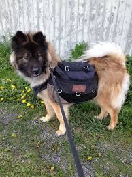 Morkie puppy for sale in los angeles, ca, usa. Eurasier Puppies For Sale In Ohio The Y Guide